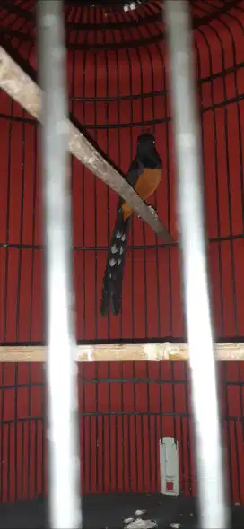 Burung murai batu balak gacor
