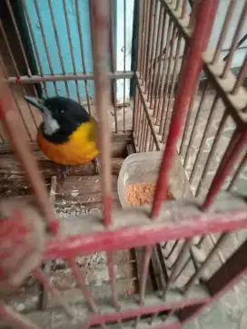 Jual burung bimoli purtotal aja