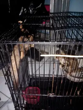 Sugar glider jodoan