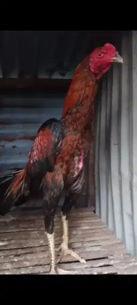 Ayam bangkok usia 6 bulan