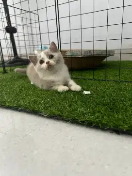 Kitten BSH Lilac bicolour