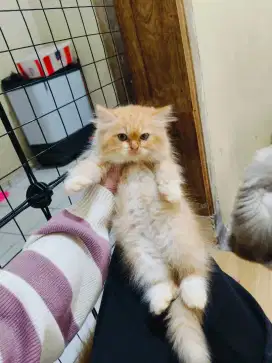 Kitten Persia medium