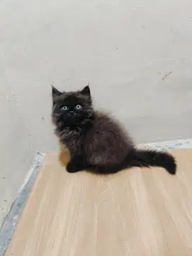 Kitten Persia betina