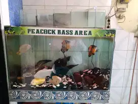 Ikan predator , 8 ekor