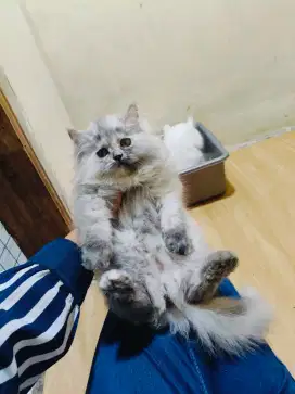 Kitten Persia jantan