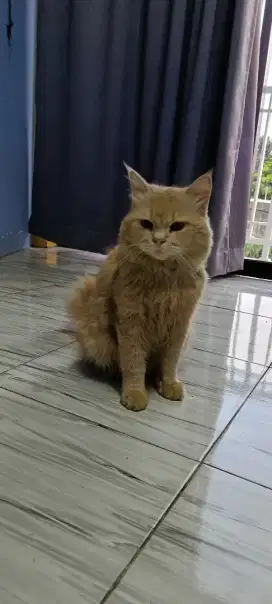 Anggora oyen jantan