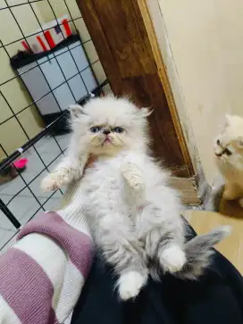 Kitten peaknose betina