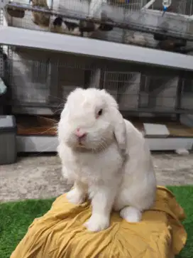 Kelinci Holland Lop (indukan betina)