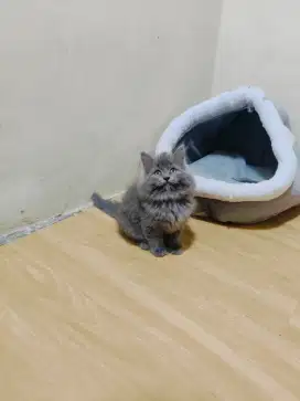 Kitten Persia jantan