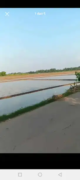 Tanah sawah murah produktig