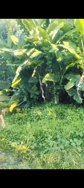Dijual tanah murah,2,4 are di tabanan dekat pasar kodok
