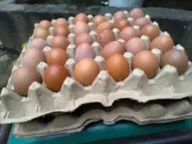 Telur Ayam Negri
