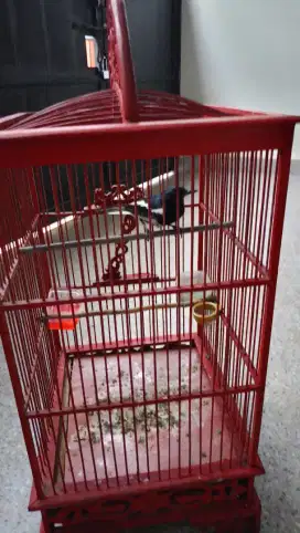 Kacer daput + kandang