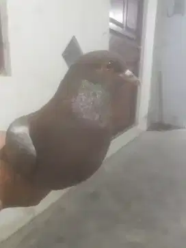 Mencari pekerjaan