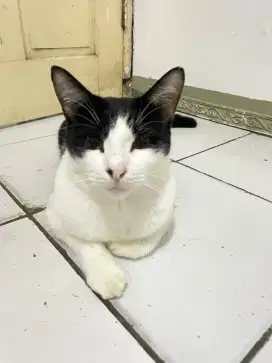 Dicari yg penyayang kucing