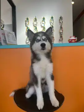 SIBERIAN HUSKY JANTAN BIG BONES