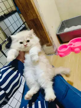 Kitten Persia jantan
