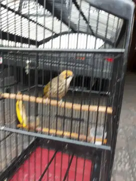 burung cucak rowo super gacor usia 2 th mata merah