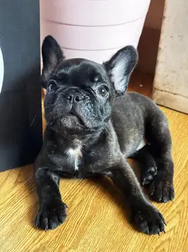 French bulldog betina 1 1/2 bulan