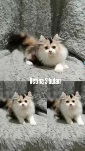 Kucing persia gimbul