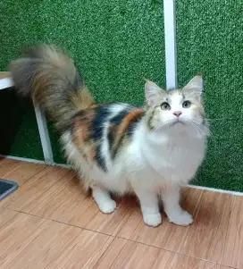 Mainecoon Betina