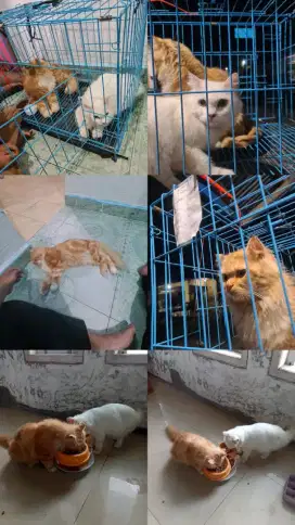 Jual kucing persia/anggora