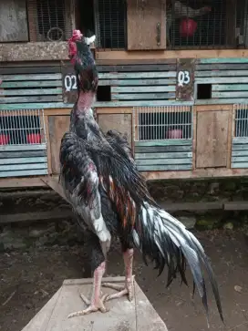 Ayam koytrad muda
