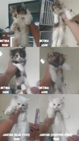 Kucing kitten persia super 3 bulan