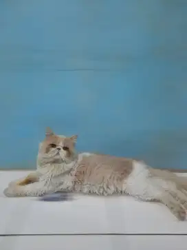 Persian peaknose
