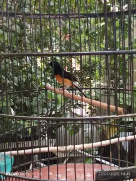Burung murai batu pastol