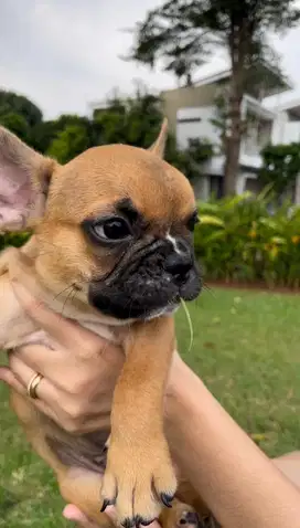 Anjing Dijual | French Bulldog | Frenchie Puppy