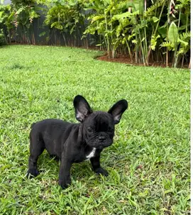 Anjing Dijual | French Bulldog | Frenchie Puppy