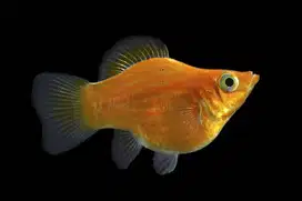 Ikan Moly super gold