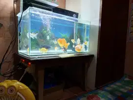 jual aquarium dan ikan nya