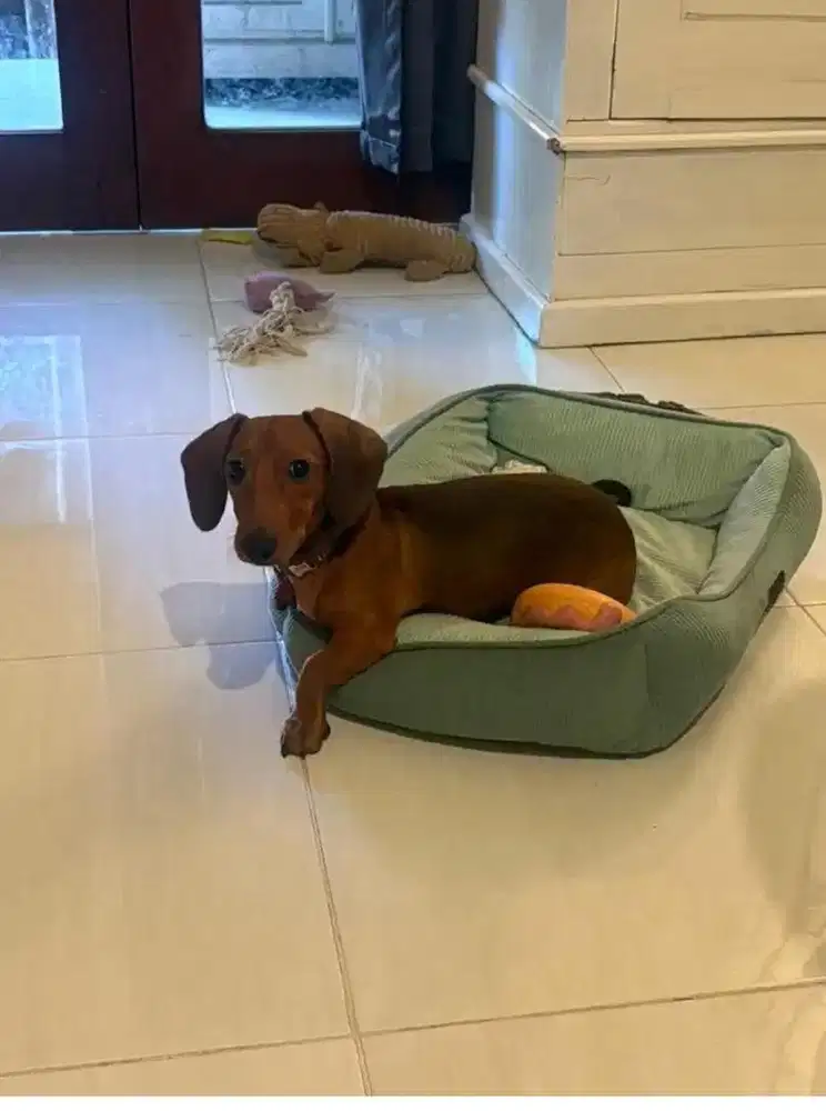 Anjing dachshund (tekel) jantan