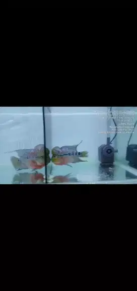 Dijual Ikan Louhan Bagussss
