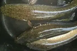 Jual Ikan Gabus segar