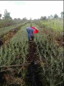 Jual Murah Tanah perkebunan di Landasan Ulin Luas 4.080m2 ,dkt Bandara