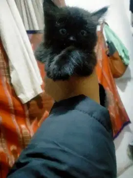Kucing persia betina