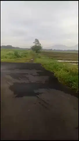 Dijual Sawah Luas Strategis Murah