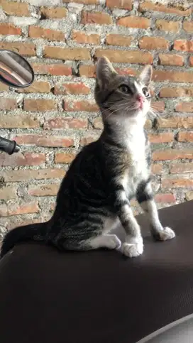 Adopsi kucing gratis tis tis tis