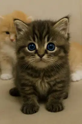 Kitten anak kucing lucu