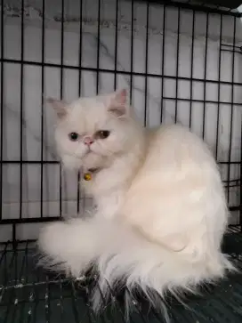 Kucing peaknose oddeye betina white solid