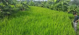 dijual sawah produktif panen 3x setahun