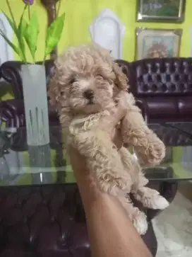 Puppy Maltepoo betina