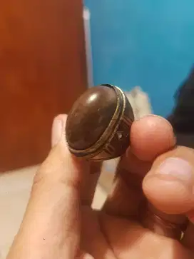 stigli laut mati ngurak langka