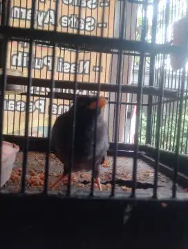 Jalak kebo jinak