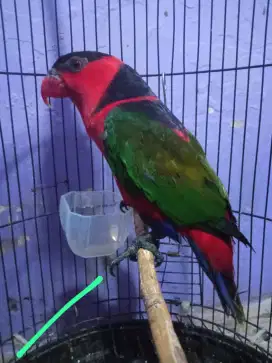 Burung falk palaireng burja mulus
