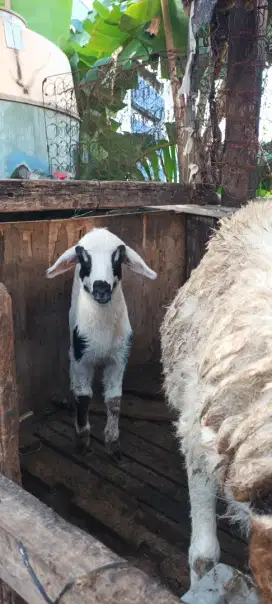 Anakan kambing domba lucu imut