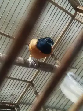 jual burung murai jantan fullset